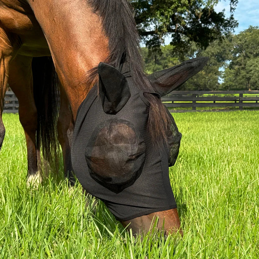 Equine
