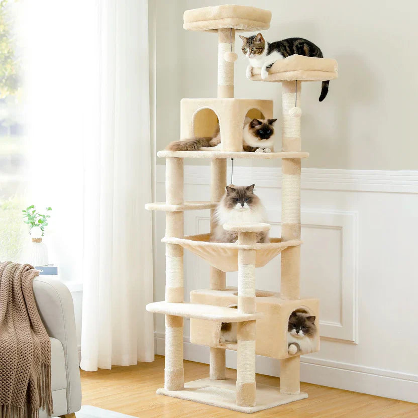 Cat Trees, Condos & Scratchers