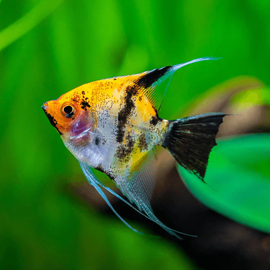 Aquarium Fish