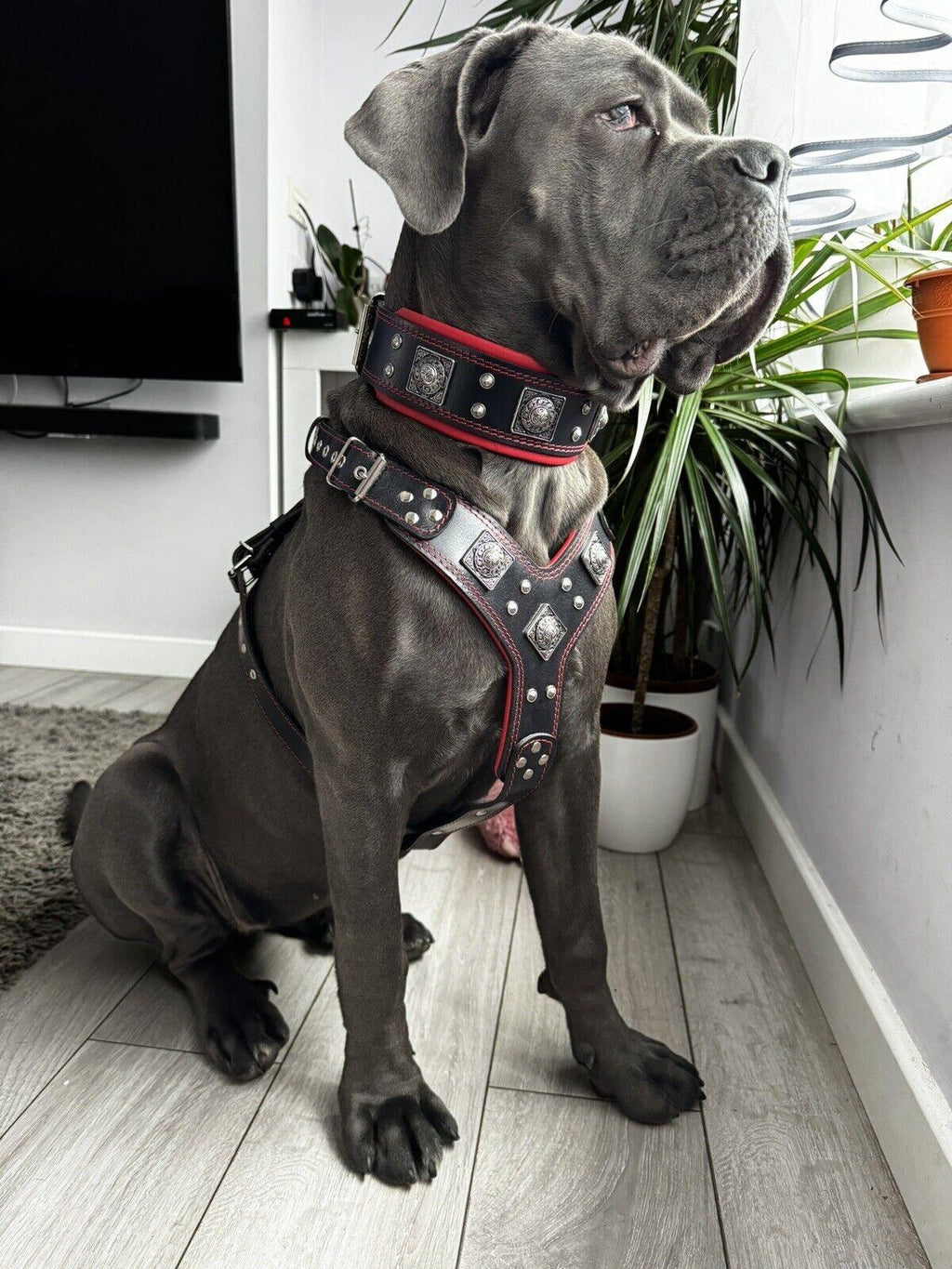 "EROS" BIG dog SET- Harness - collar - lead. Black & Red by Bestia Dog Gear