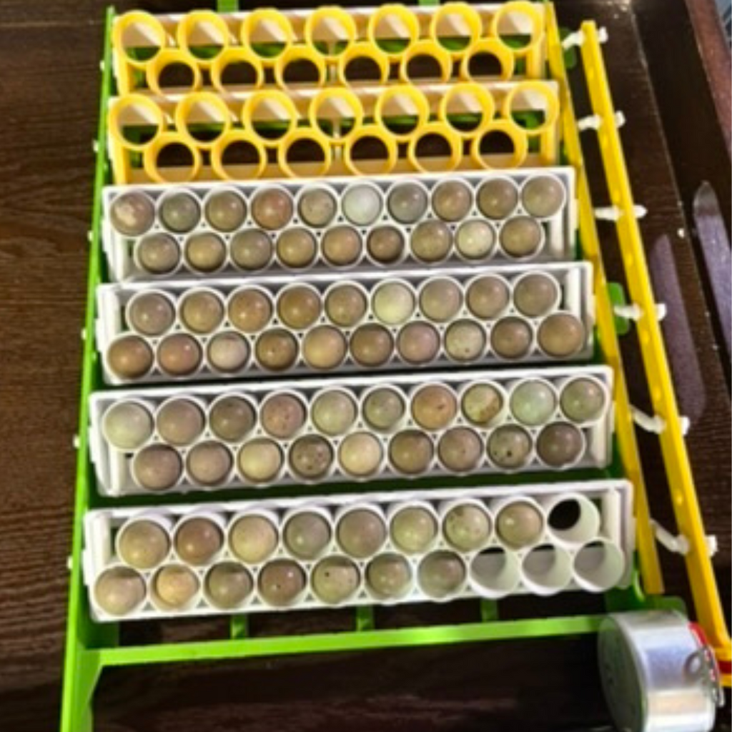 Standard & Button Quail Egg Rails for Cimuka®/Hatching Time® Incubators (CT-Series) by Quailz.com by Undique LLC