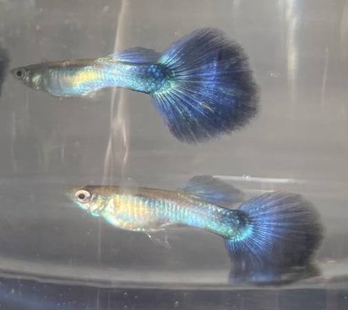 Blue Diamond guppy by Danaqua Live Fish & More