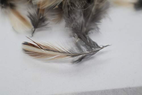 Rooster Feathers for Fly-Fishing or Crafts from Quail by Quailz.com by Undique LLC
