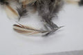 Rooster Feathers for Fly-Fishing or Crafts from Quail by Quailz.com by Undique LLC