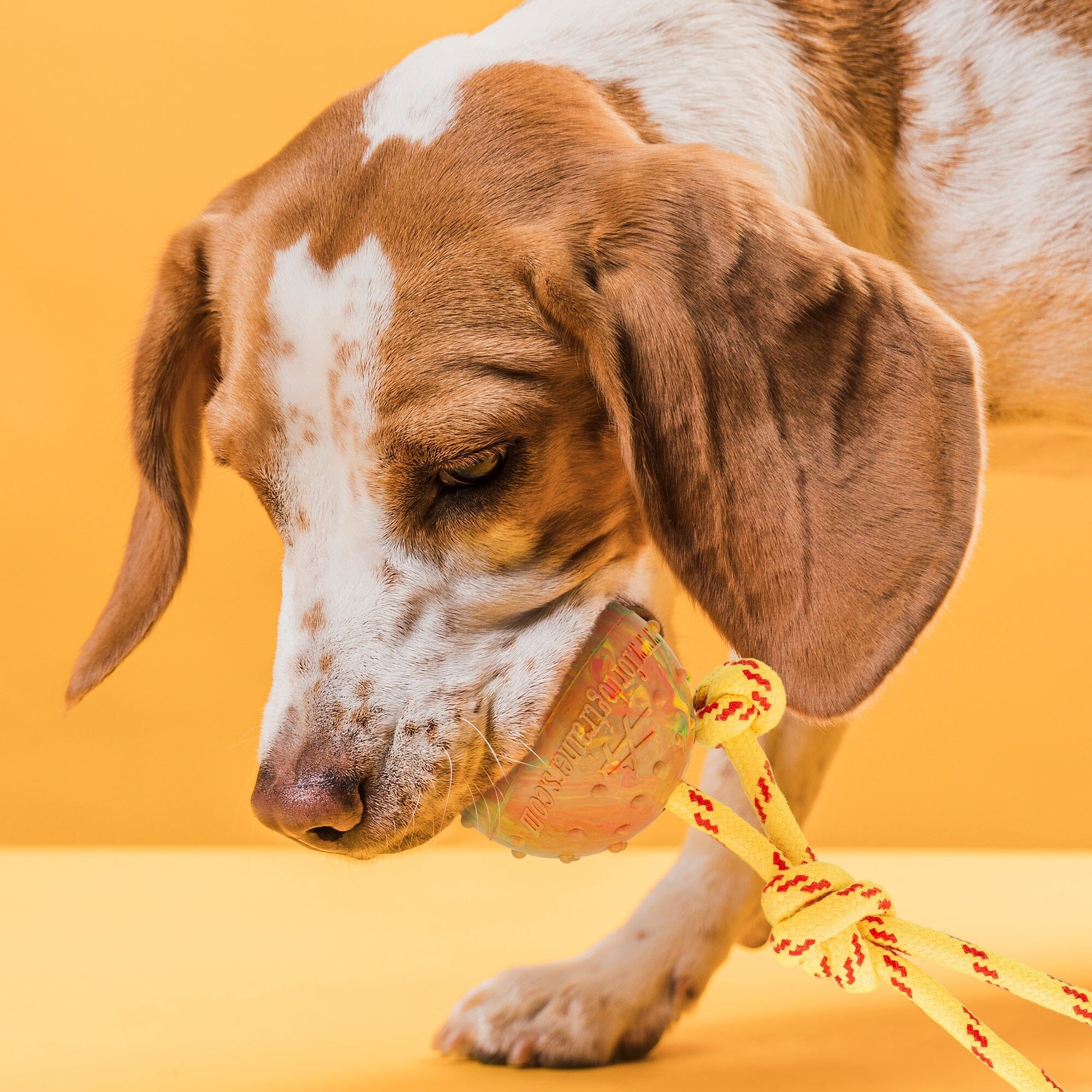 FDT Solid Rubber Dog Ball on Rope, Large - Diameter 2.75" (7 cm) by Dogline