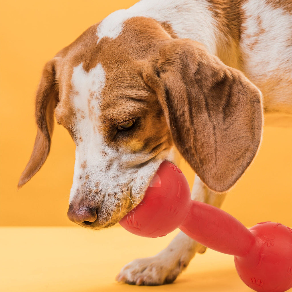 Rubber Dumbbell Toy by Dogline