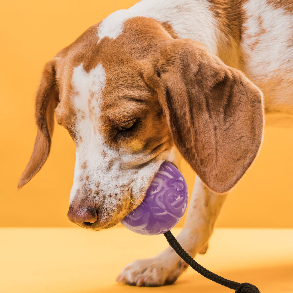 Rubber Euro Ball with Rope by Dogline
