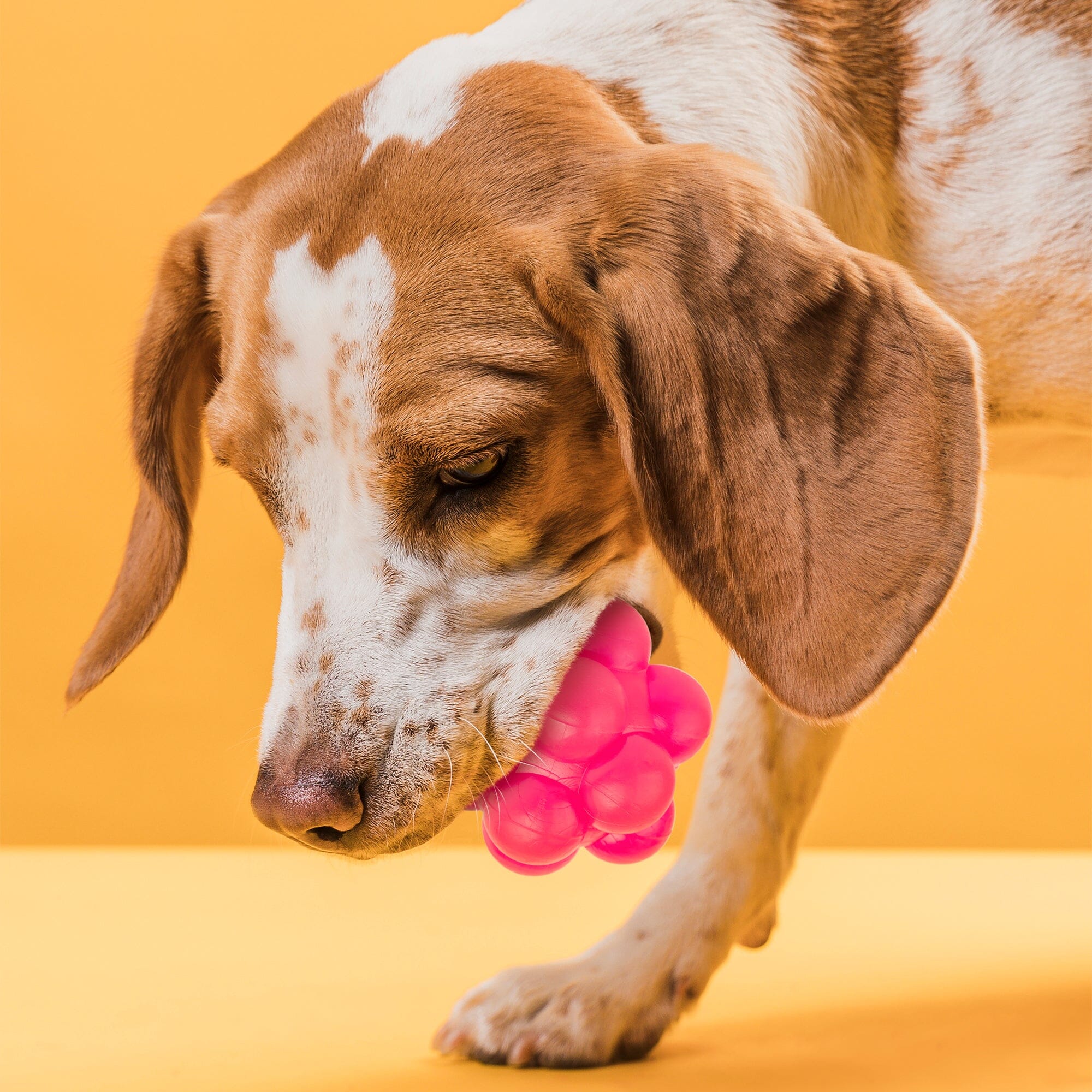 Rubber Bur Ball by Dogline