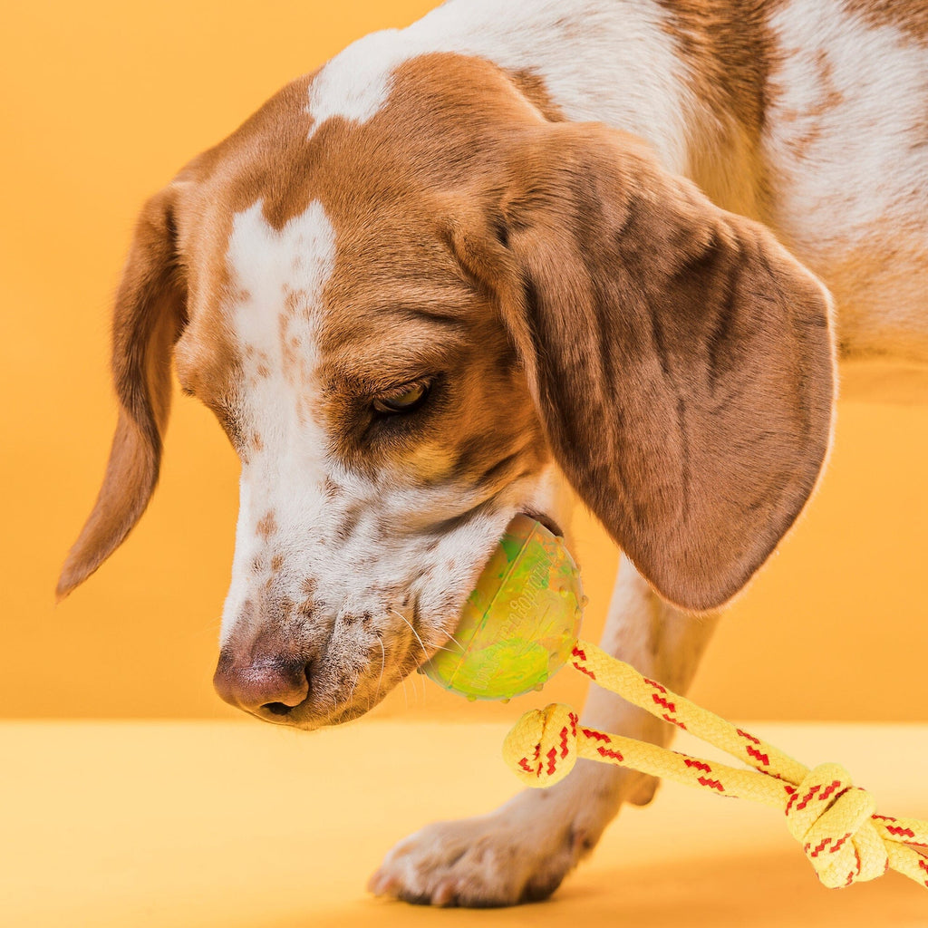 FDT Rubber Dog Ball on Rope, Small - Diameter 2" (5 cm) by Dogline