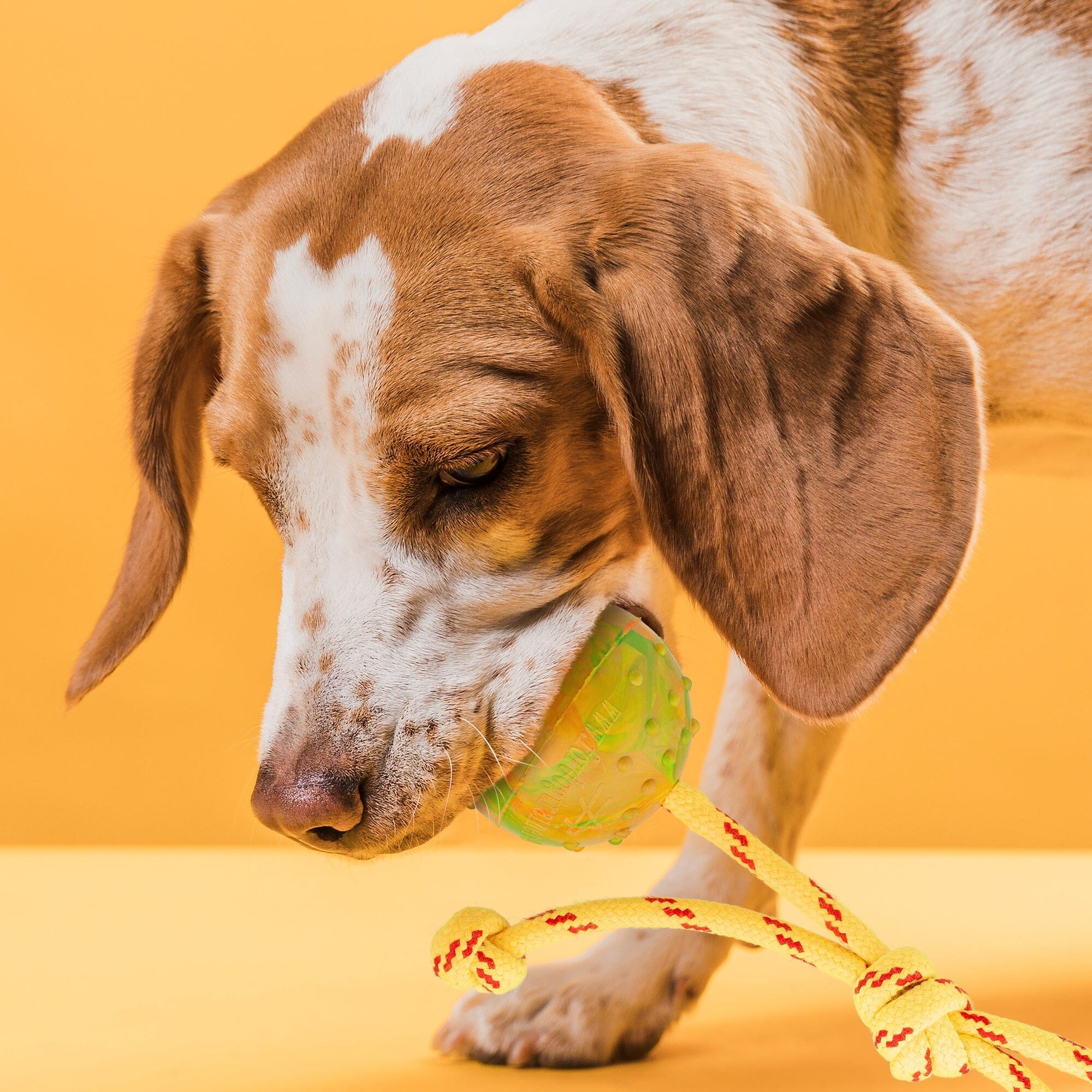 FDT Rubber Dog Ball on Rope, Medium - Diameter 2.3" (6 cm) by Dogline
