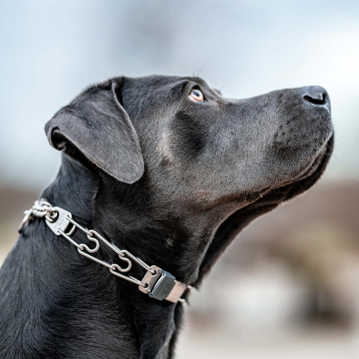 Herm Sprenger - ClicLock Quick Release Buckle - Stainless Steel by Dogline