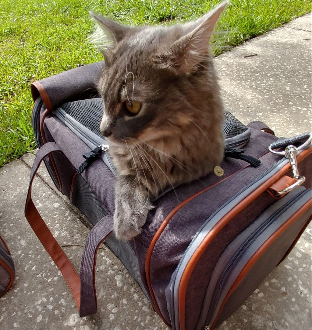 Mr. Peanut's Gold Series Airline Compliant Pet Carrier by Mr. Peanut's Pet Carriers