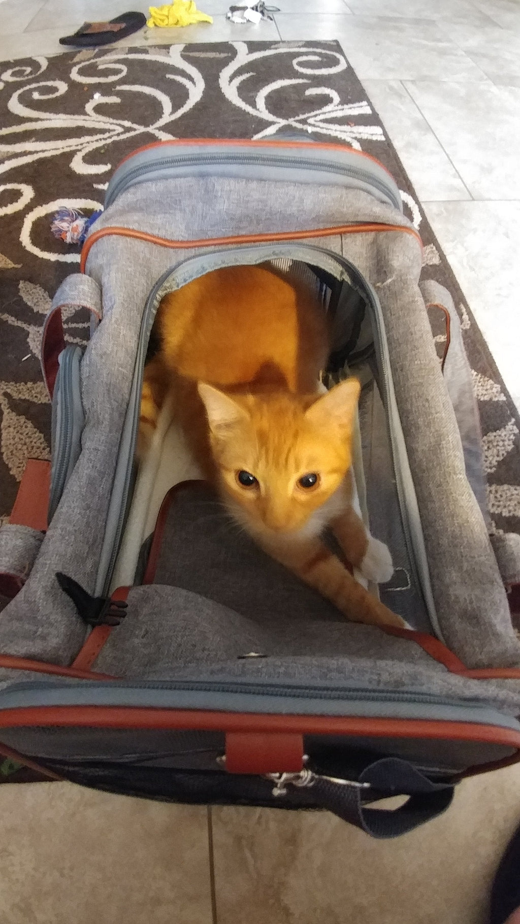 Mr. Peanut's Gold Series Airline Compliant Pet Carrier by Mr. Peanut's Pet Carriers