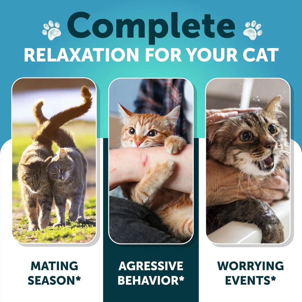Hemp Cat Calming Treats For Stress & Anxiety Relief – Charity Pet Store
