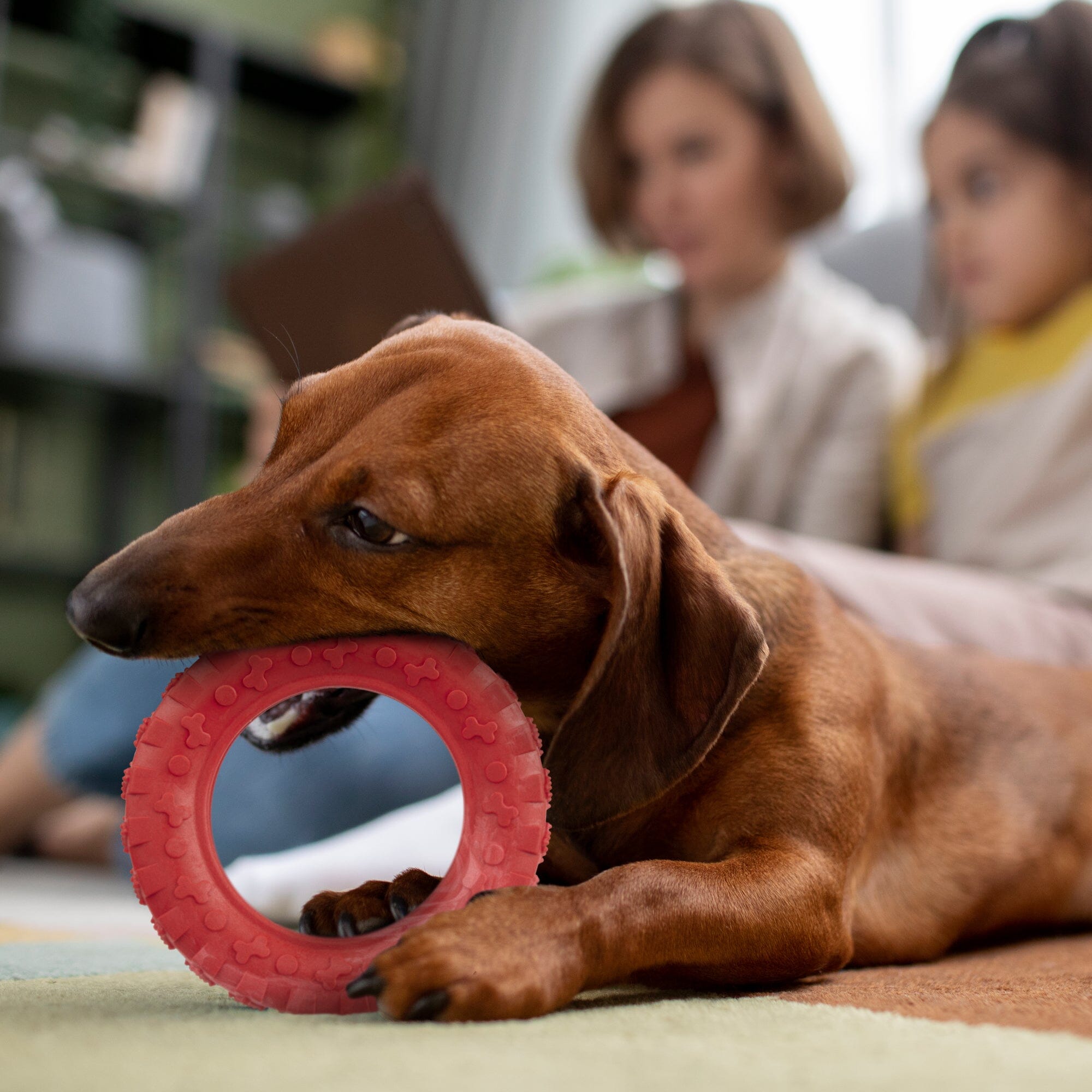Rubber Tire Toy by Dogline