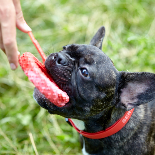 Biothane Service Dog Collar Or Leash by Dogline