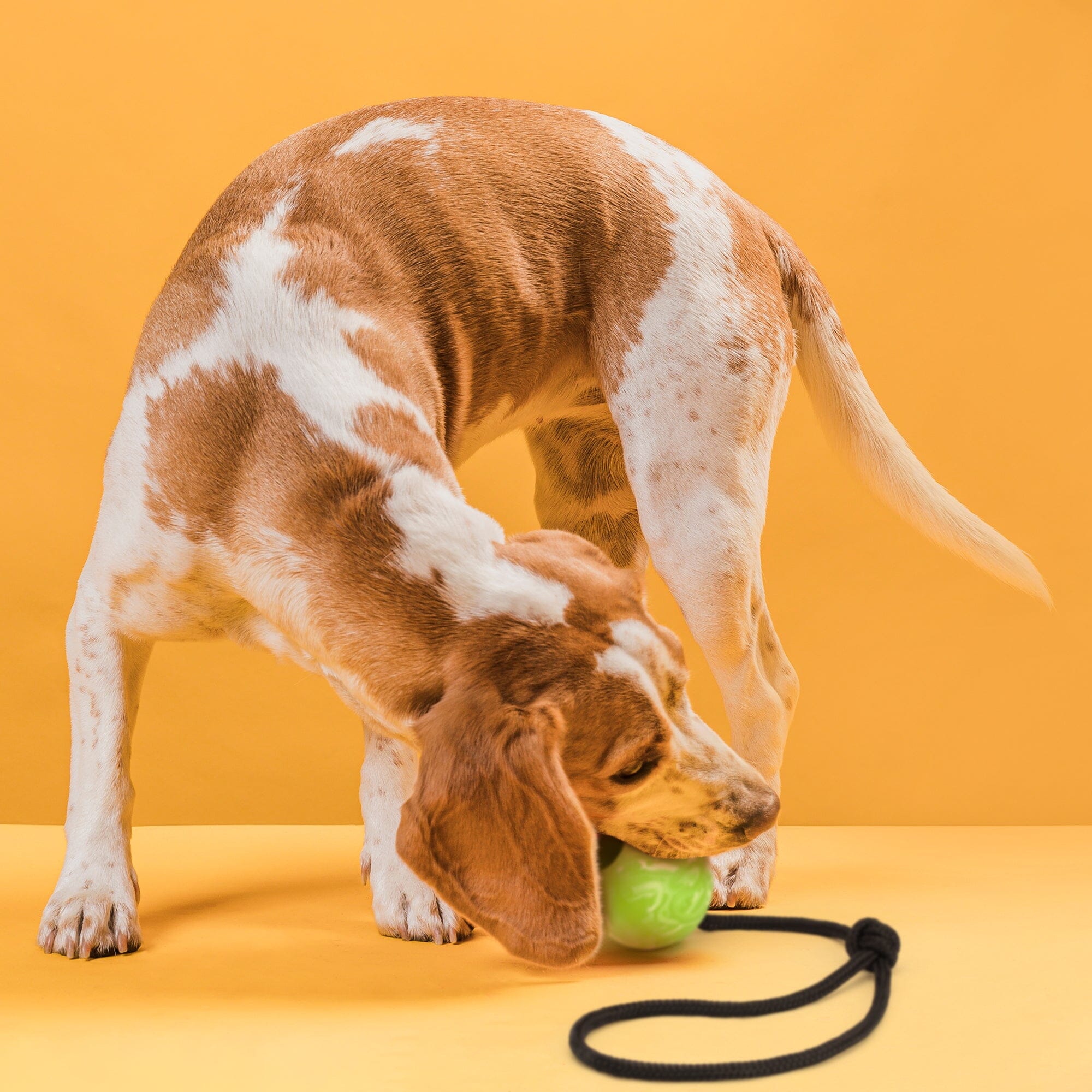 Rubber Euro Ball with Rope by Dogline