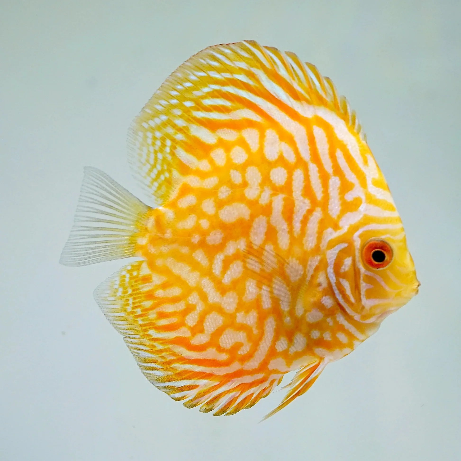 Yellow Pigeon Blood Discus by Danaqua Live Fish & More