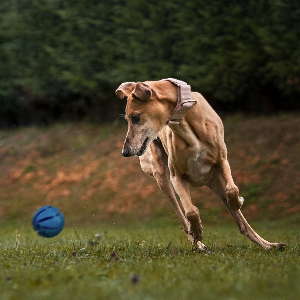 Rubber Spiral Ball by Dogline