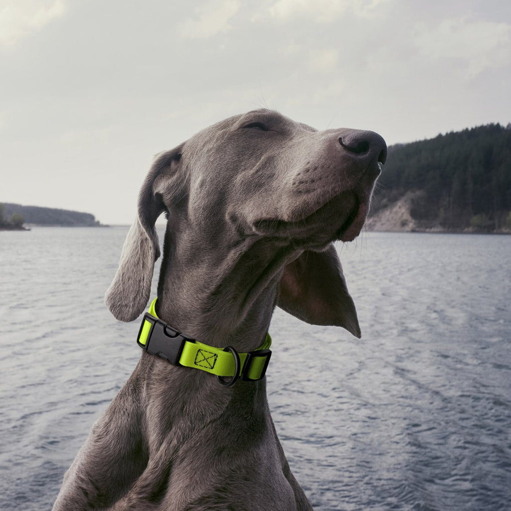 Dogline Biothane Waterproof Dog Collar with Quick Release Buckle by Dogline