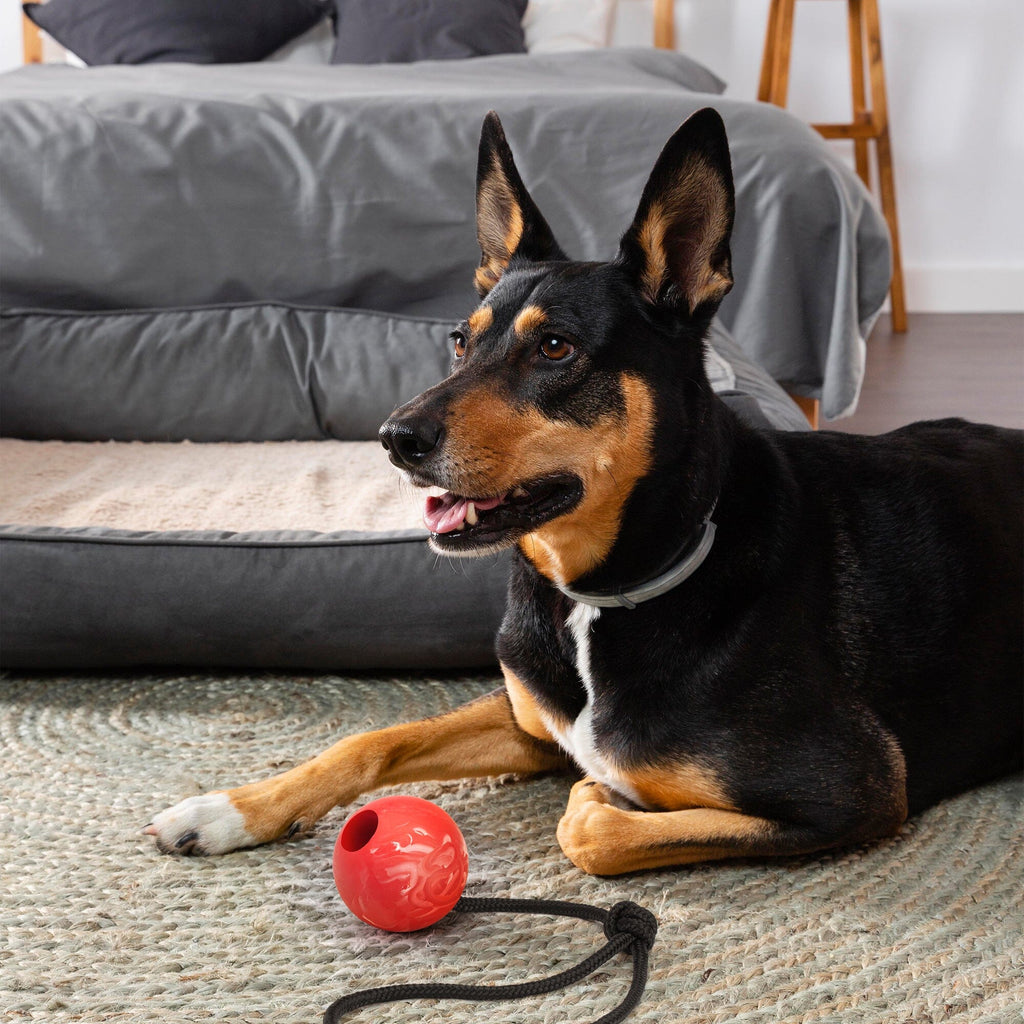Rubber Euro Ball with Rope by Dogline