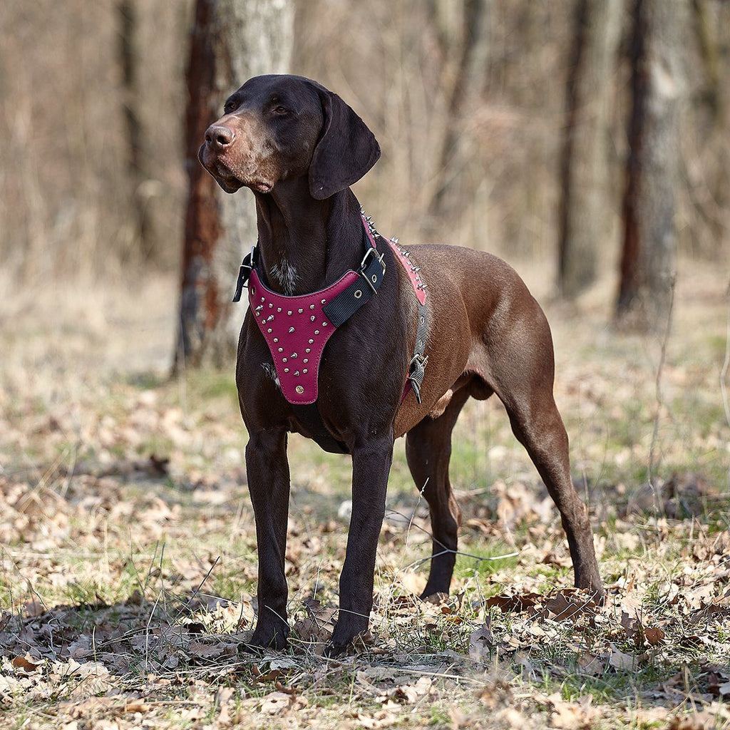 Leather + Nylon Spiked Dog Harness by Dogline