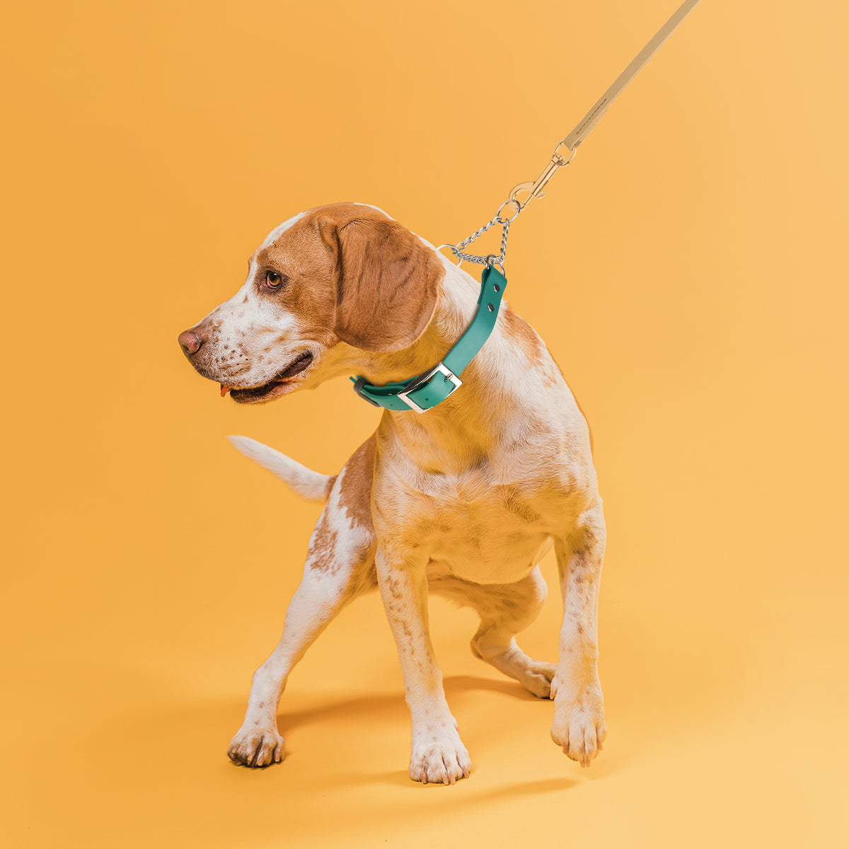 Biothane Adjustable Martingale Collar with Metal Buckle by Dogline
