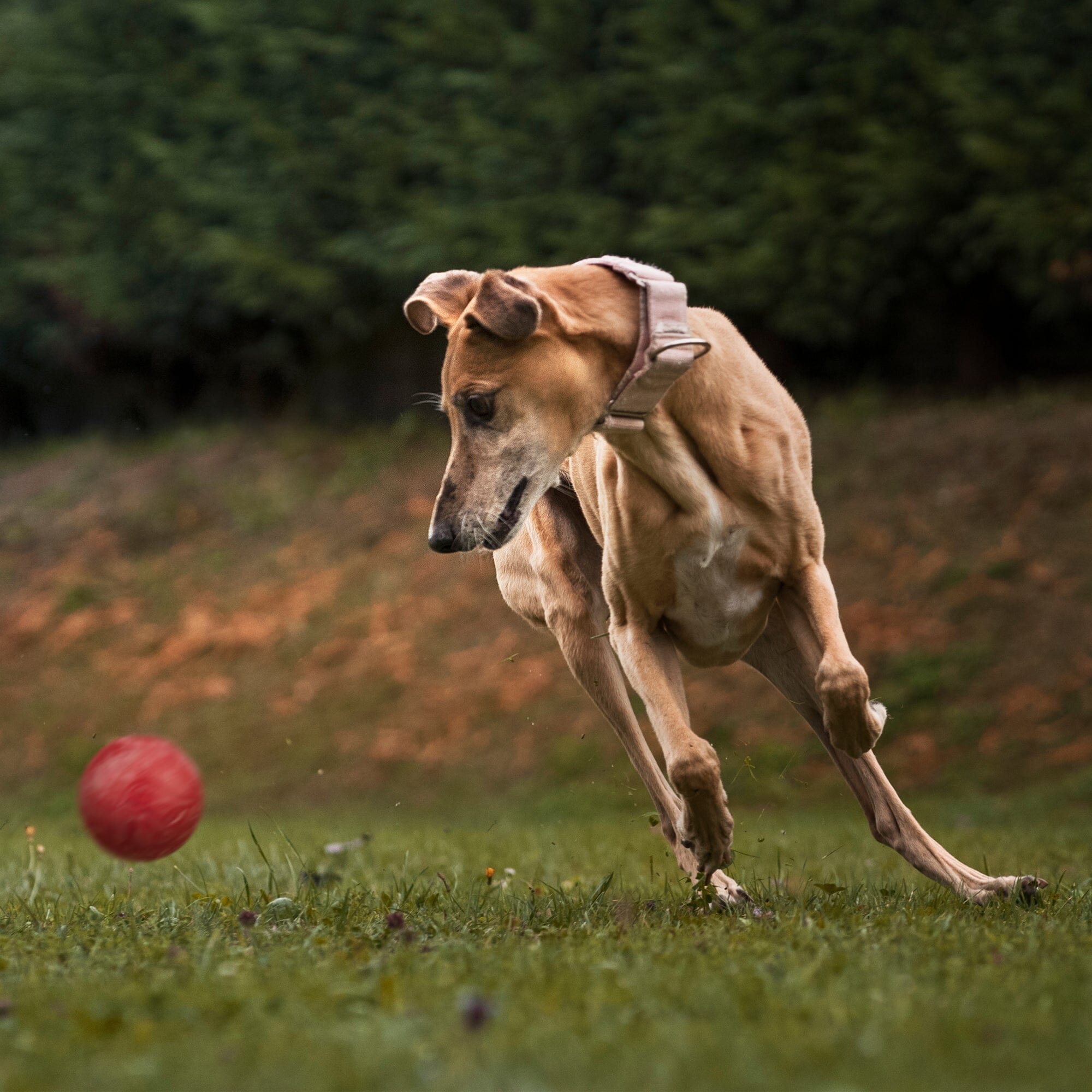 Rubber Euro Ball by Dogline