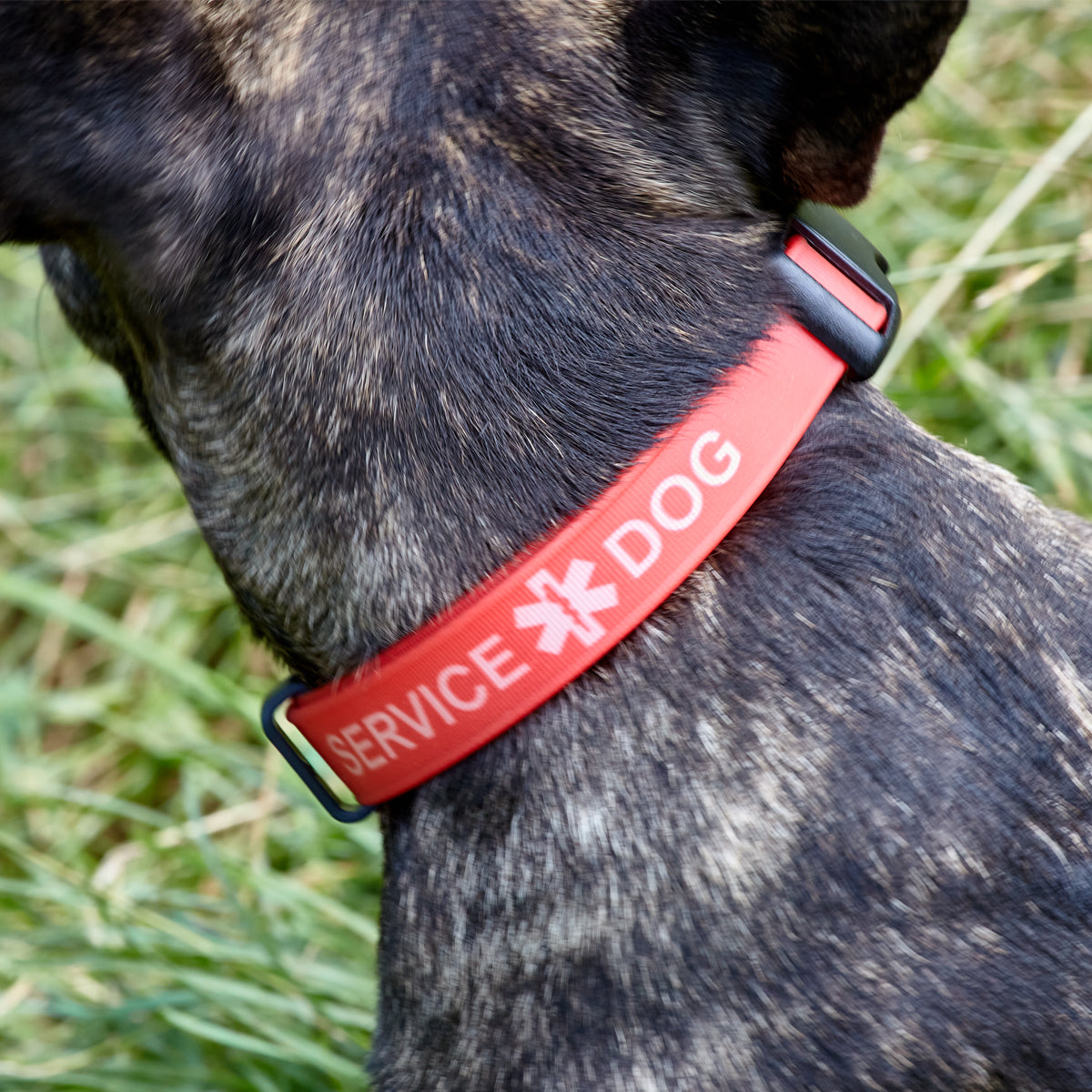 Biothane Service Dog Collar Or Leash by Dogline