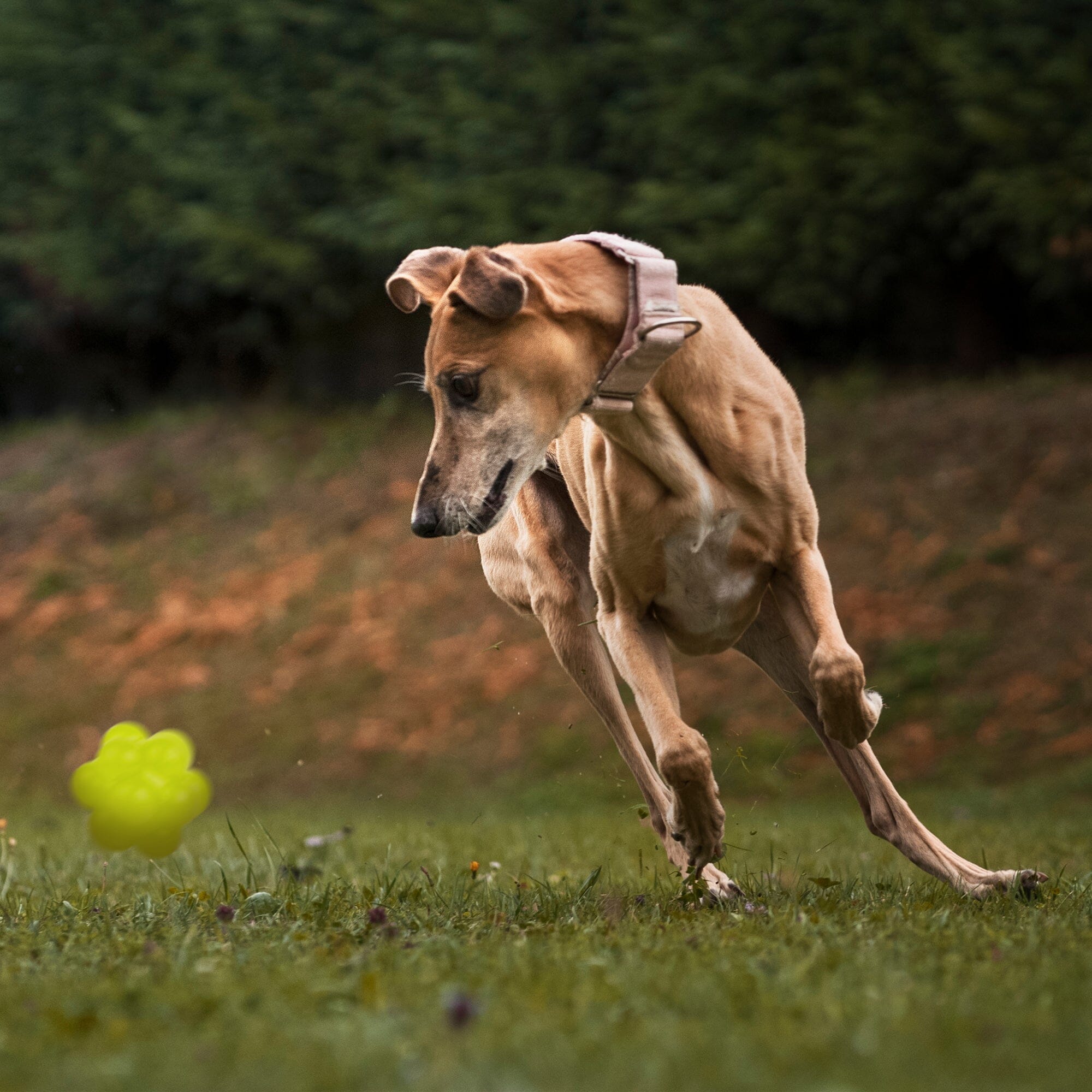 Rubber Bur Ball by Dogline