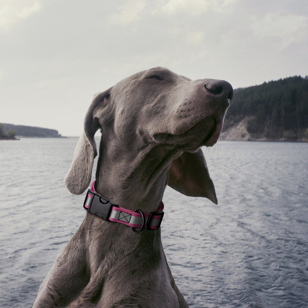 Dogline Biothane Reflective Dog Collar with Quick Release Buckle by Dogline