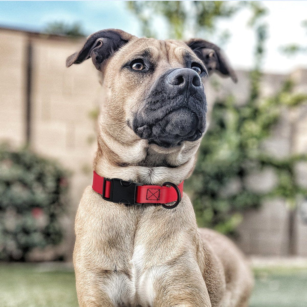 Dogline Biothane Waterproof Dog Collar with Quick Release Buckle by Dogline