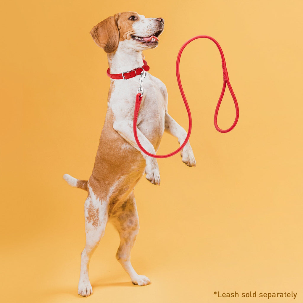 Soft Leather Round Dog Collar by Dogline