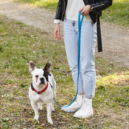 Biothane Waterproof Traffic Lead for Dogs, 2 ft by Dogline