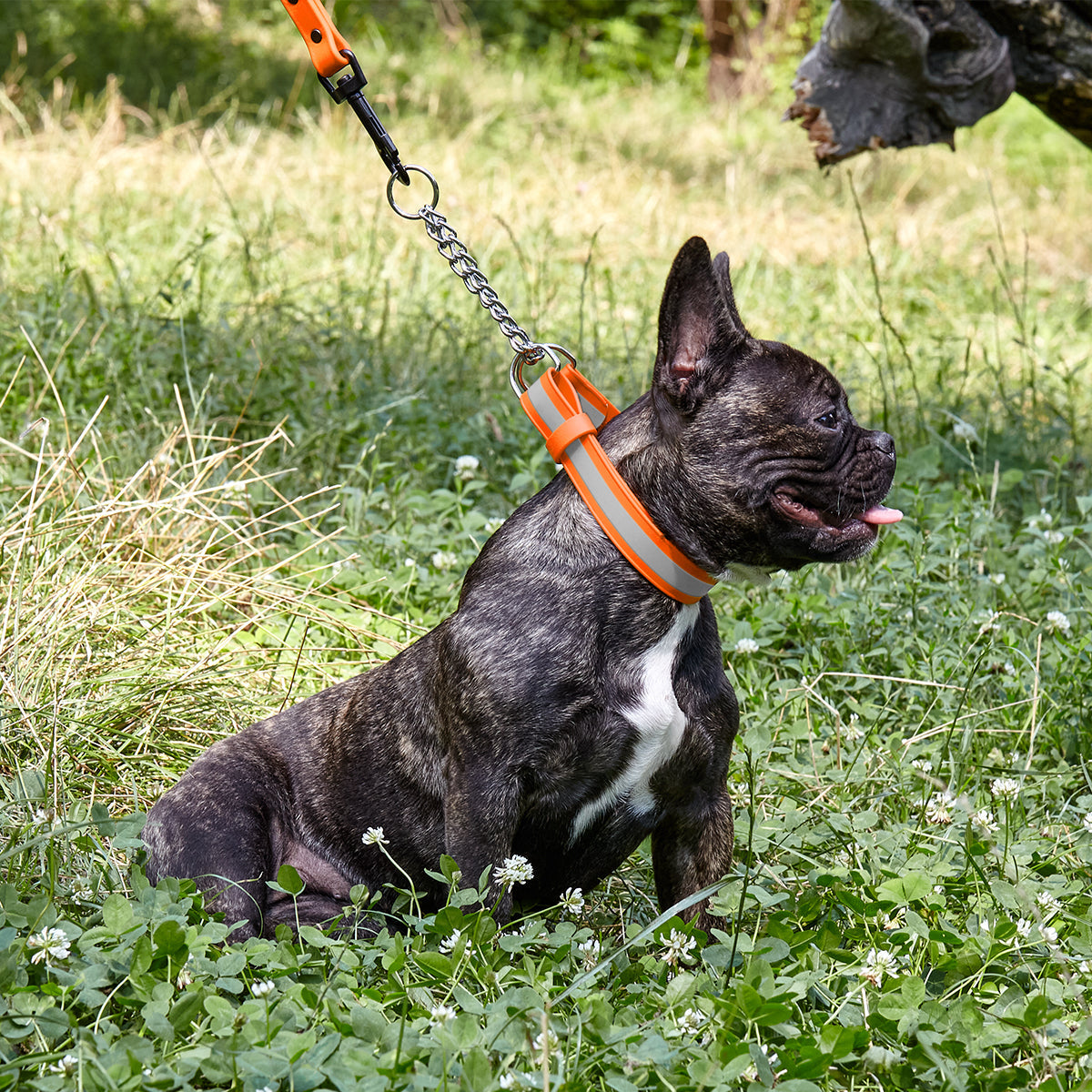 Reflective Biothane Martingale Collar with Quick Release Buckle by Dogline