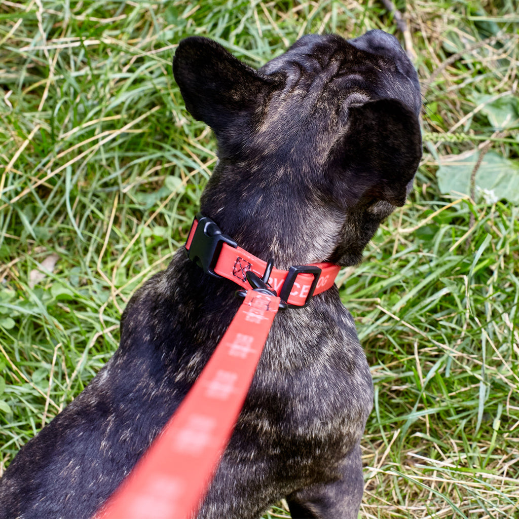 Biothane Service Dog Collar Or Leash by Dogline