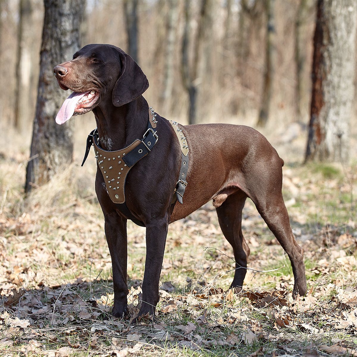 Leather + Nylon Spiked Dog Harness by Dogline