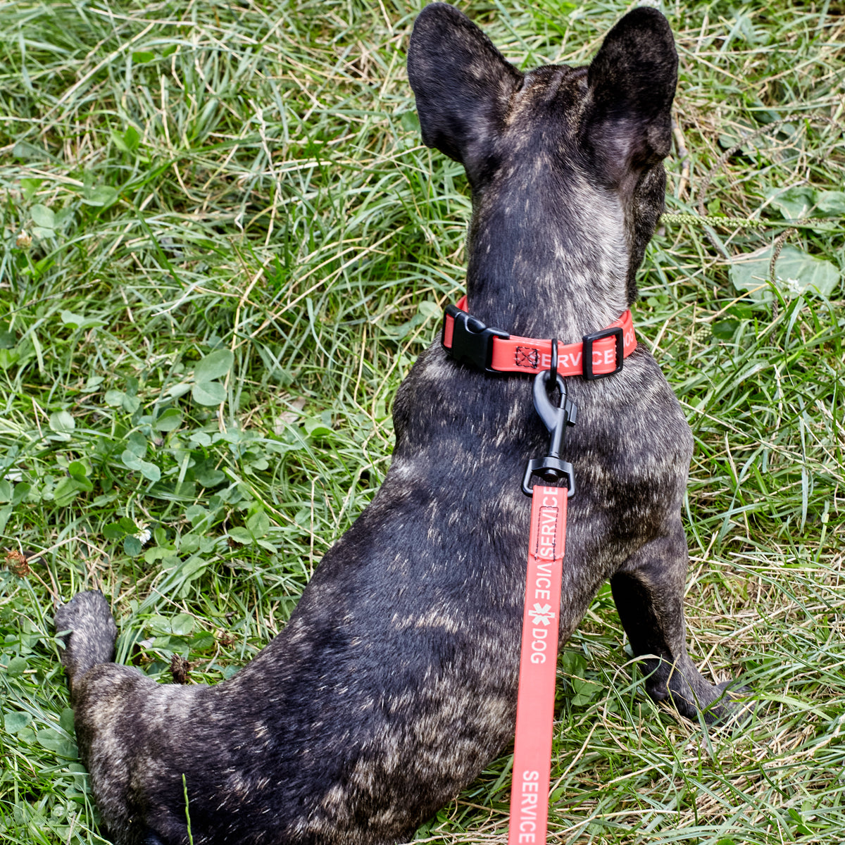 Biothane Service Dog Collar Or Leash by Dogline