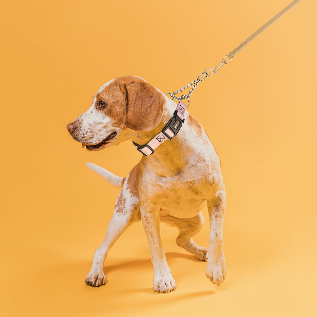 Biothane Adjustable Martingale Collar with Quick Release Buckle by Dogline