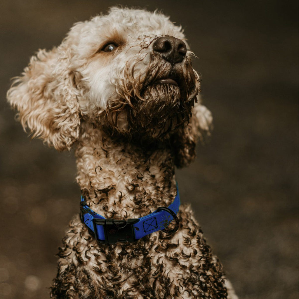 Dogline Biothane Waterproof Dog Collar with Quick Release Buckle by Dogline