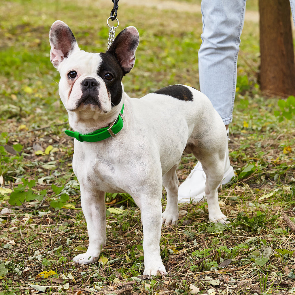 Biothane Adjustable Martingale Collar with Metal Buckle by Dogline