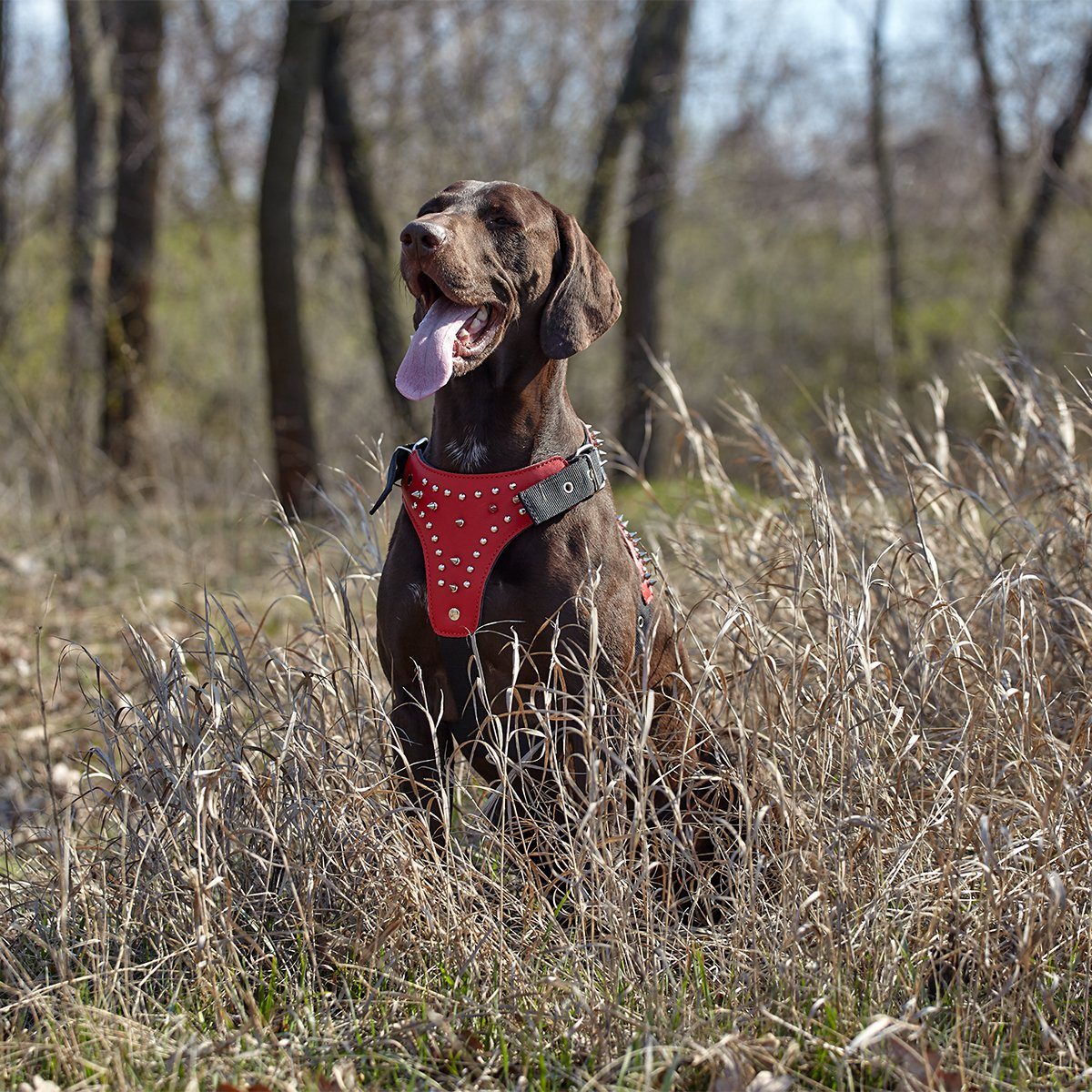 Leather + Nylon Spiked Dog Harness by Dogline