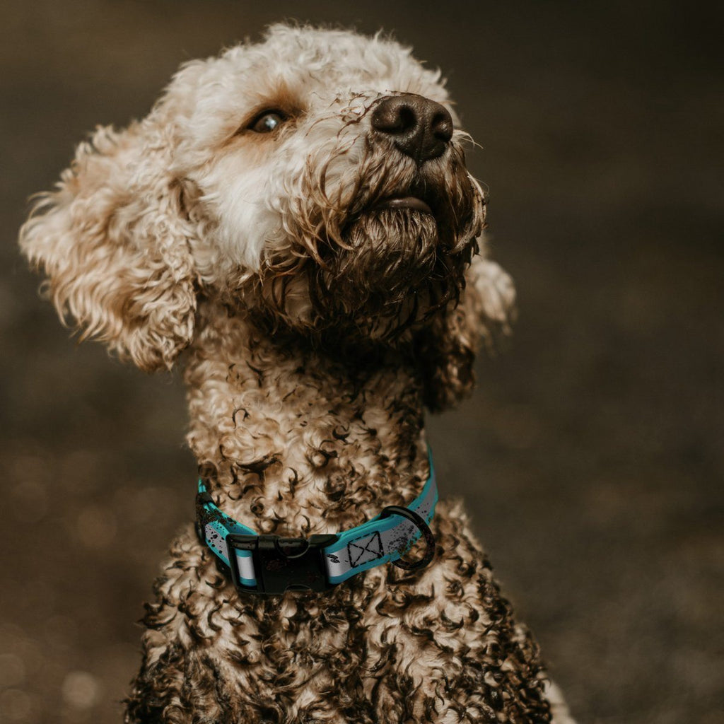 Dogline Biothane Reflective Dog Collar with Quick Release Buckle by Dogline