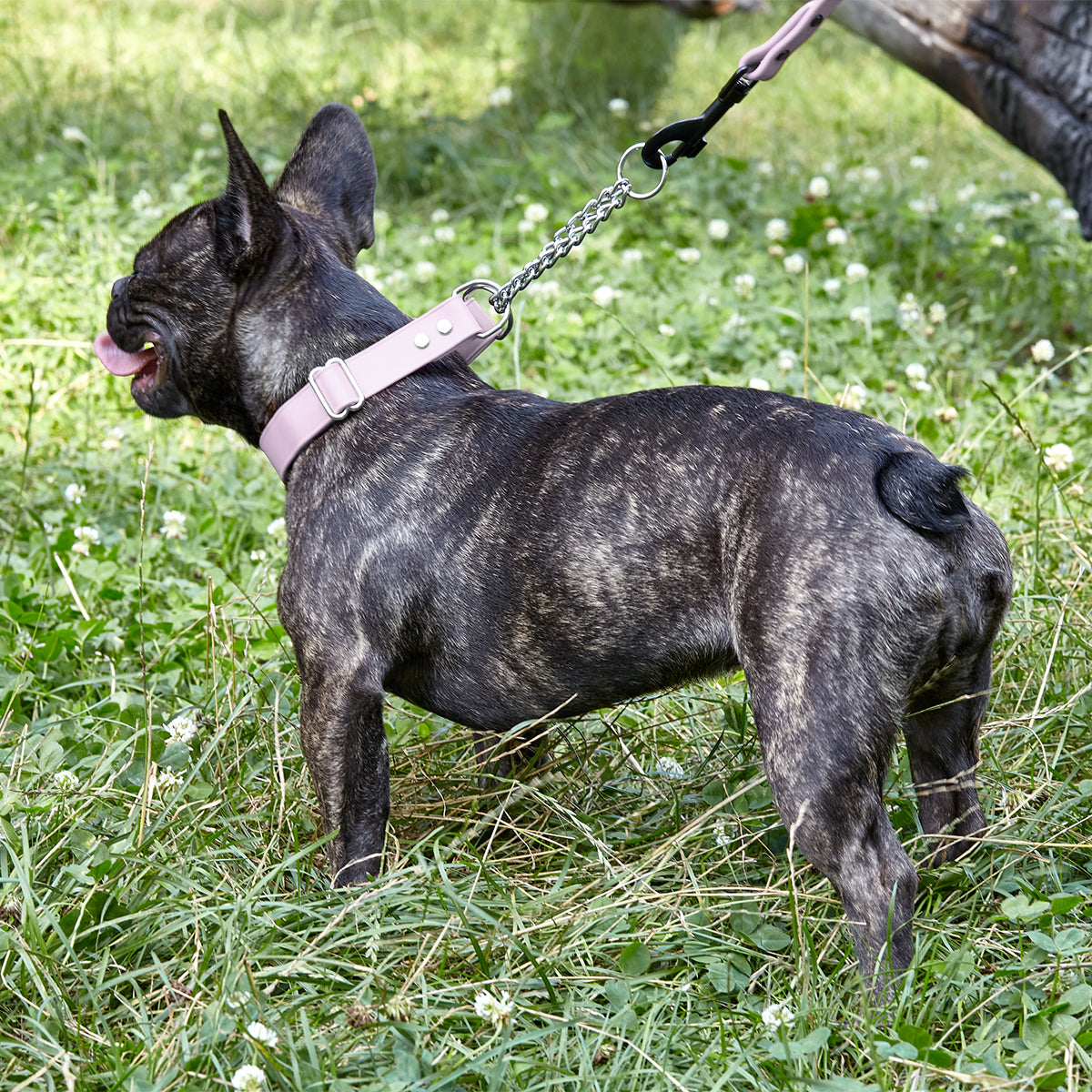 Biothane Adjustable Martingale Collar for Dogs