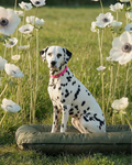 Chester & Lee | Waterproof Lounger Dog Bed Green by Chester & Lee