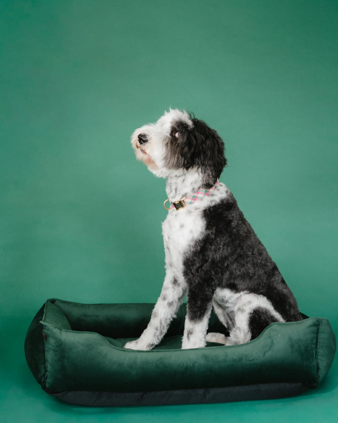 Chester & Lee | Classic Velvet Sleeper Dog Bed Green by Chester & Lee