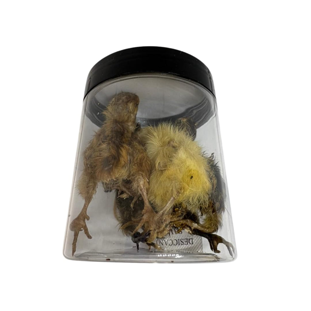 Whole Quail for Carnivore Pets - Premium Quality Natural Pet Treats Quail - Natural Prey Feeding Quail - Freeze-Dried for Essential Nutrients and Enzymes Small Size 5 Count by Quailz.com by Undique LLC