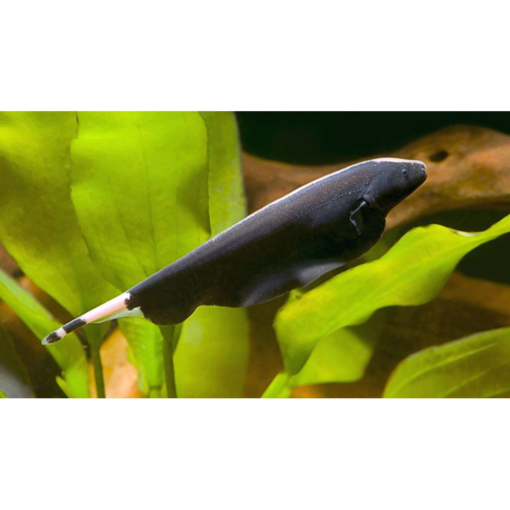 Black Ghost Knifefish by Danaqua Live Fish & More