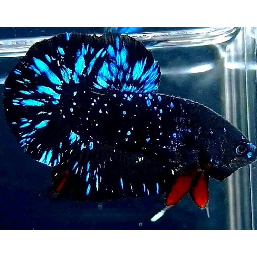 Avatar Betta Fish (Male) by Danaqua Live Fish & More