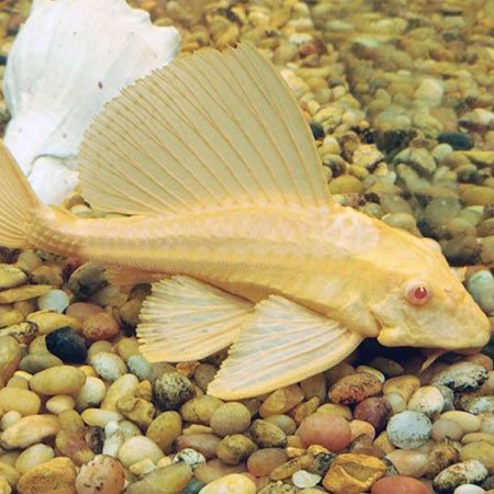 Gibbiceps Albino Pleco (Albino Sailfin Pleco) by Danaqua Live Fish & More